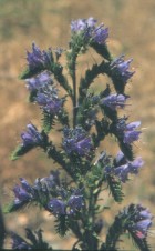 Echium vulgare